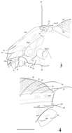 Image of Tetracondylidae Aoki 1961