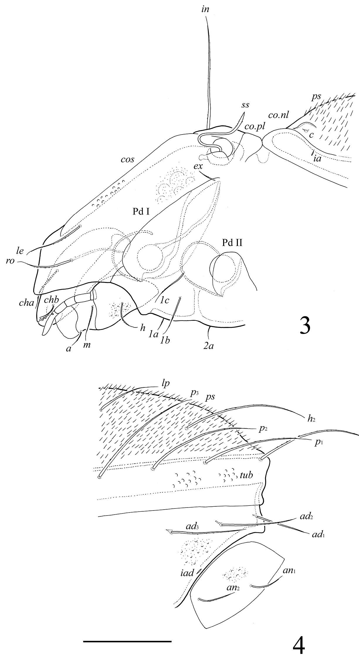 Imagem de Tetracondylidae Aoki 1961