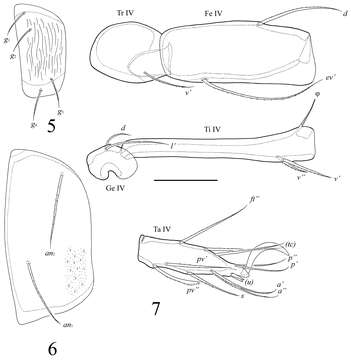 Imagem de Tetracondylidae Aoki 1961