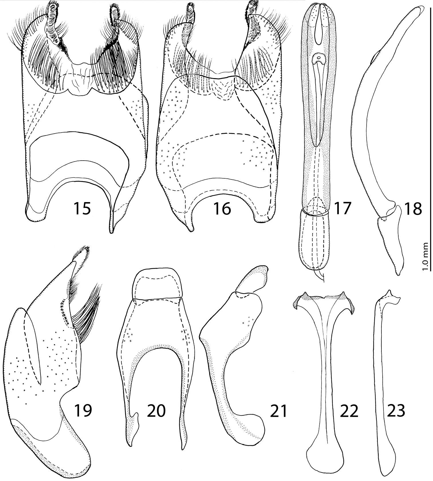 Image of Eremosaprinus