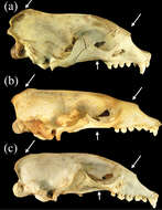 Image of Neomonachus Slater & Helgen