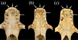 Image of Neomonachus Slater & Helgen