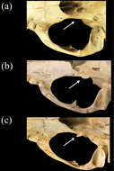 Image of Neomonachus Slater & Helgen