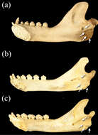 Image of Neomonachus Slater & Helgen