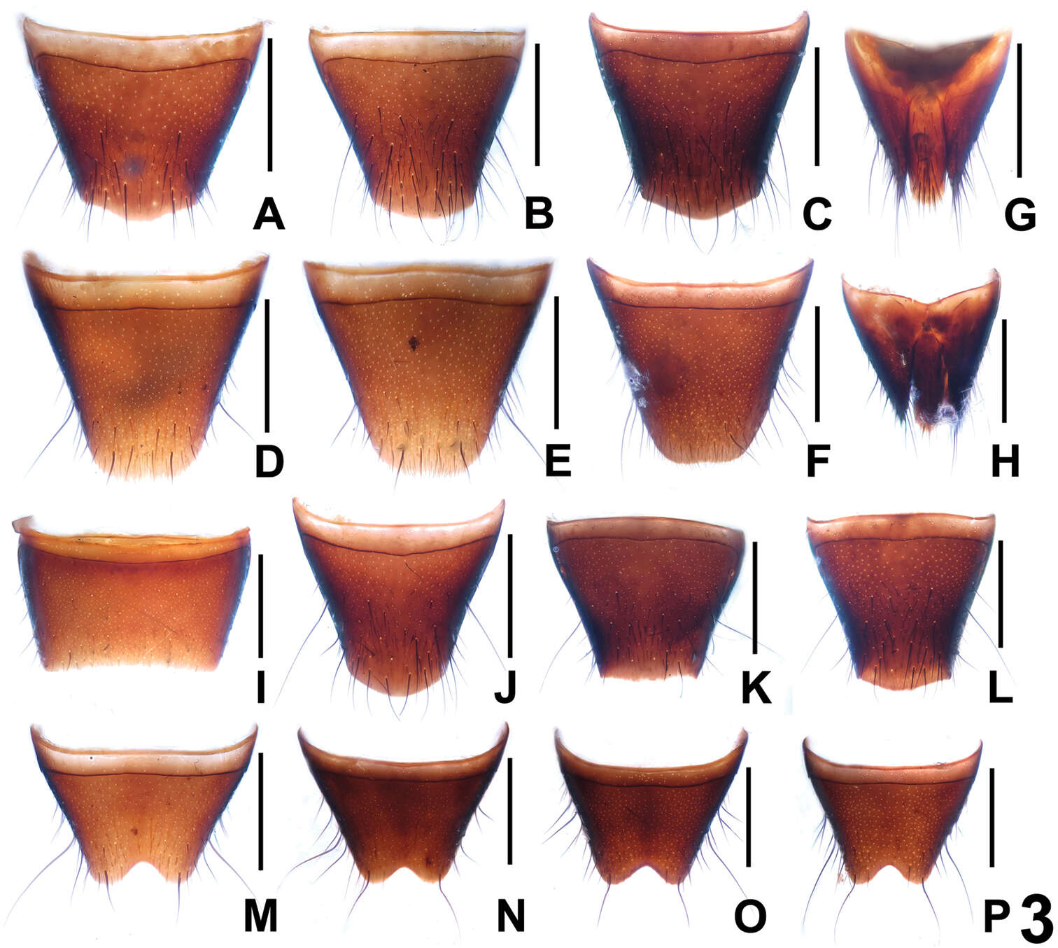 Image of Dysanabatium