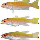 Image of Spot-tail Golden Bass