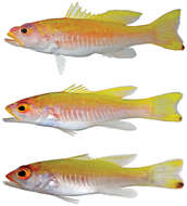 Image of Spot-tail Golden Bass