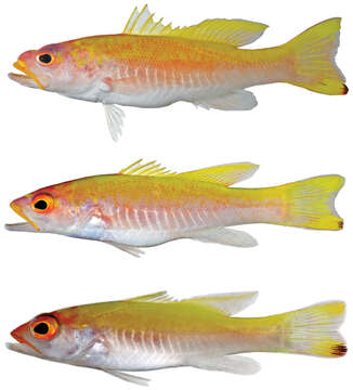 Image of Spot-tail Golden Bass