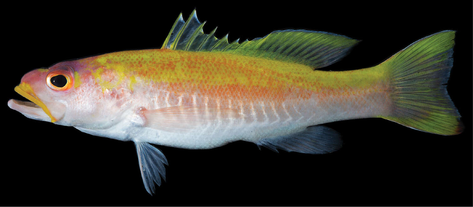 Image of Spot-tail Golden Bass