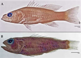 Sivun Liopropoma santi Baldwin & Robertson 2014 kuva