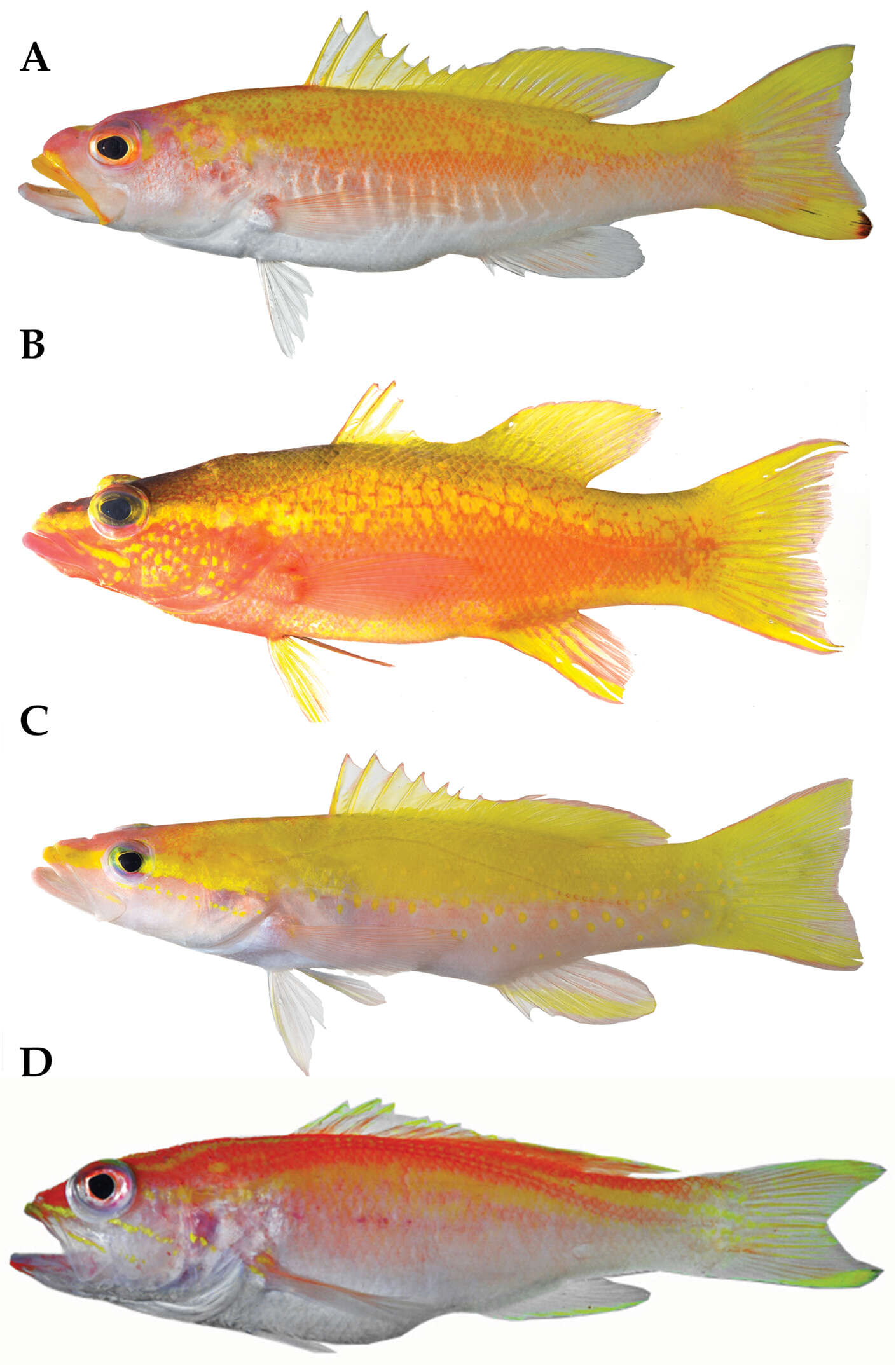 Image de Liopropoma santi Baldwin & Robertson 2014