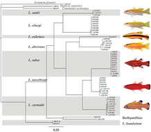 Sivun Liopropoma santi Baldwin & Robertson 2014 kuva