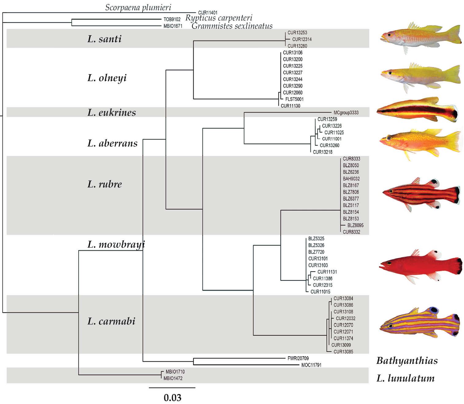 Sivun Liopropoma santi Baldwin & Robertson 2014 kuva