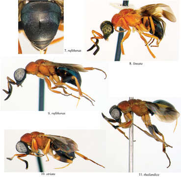 Image of Atoposega rufithorax Kimsey 2014