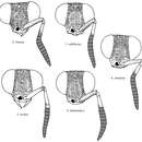 Image of Atoposega simulans Kimsey 1986