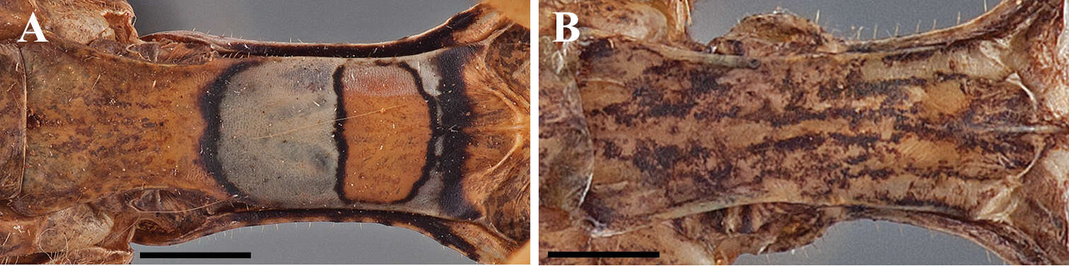 Image of Dystacta tigrifrutex Tedrow, Nathan, Richard & Svenson 2014