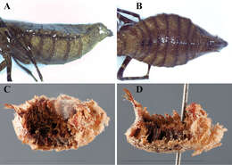 Image of Dystacta tigrifrutex Tedrow, Nathan, Richard & Svenson 2014