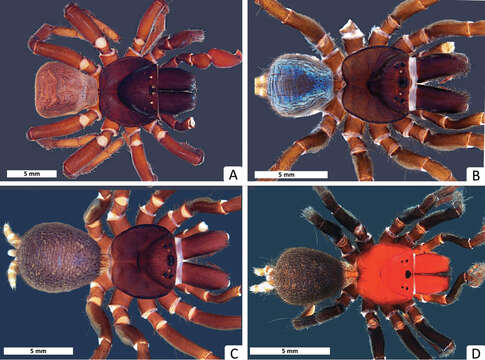 Image of Mouse Spider