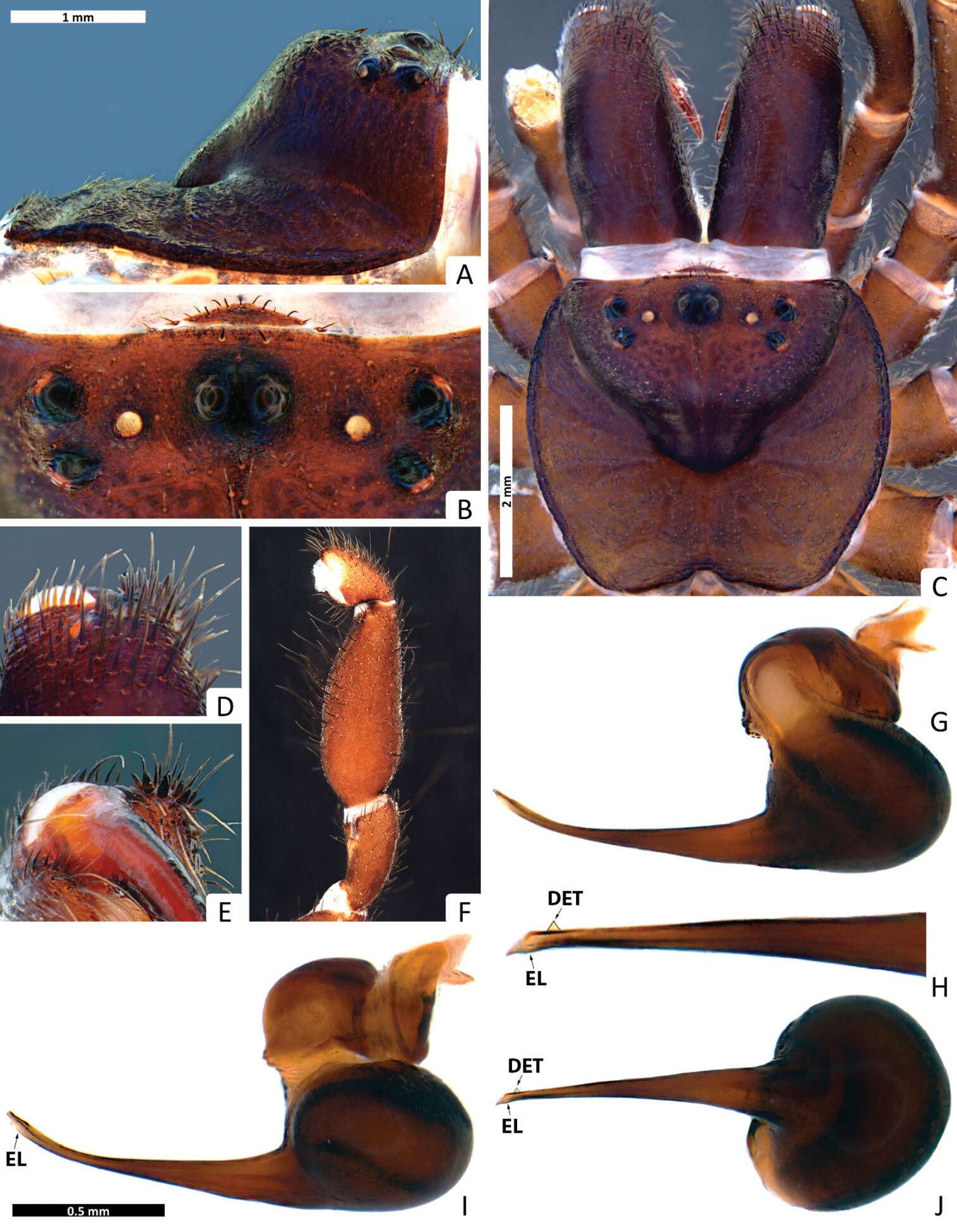 Imagem de Actinopodidae