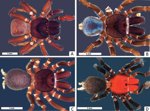 Image of Missulena leniae Miglio, Harms, Framenau & Harvey 2014