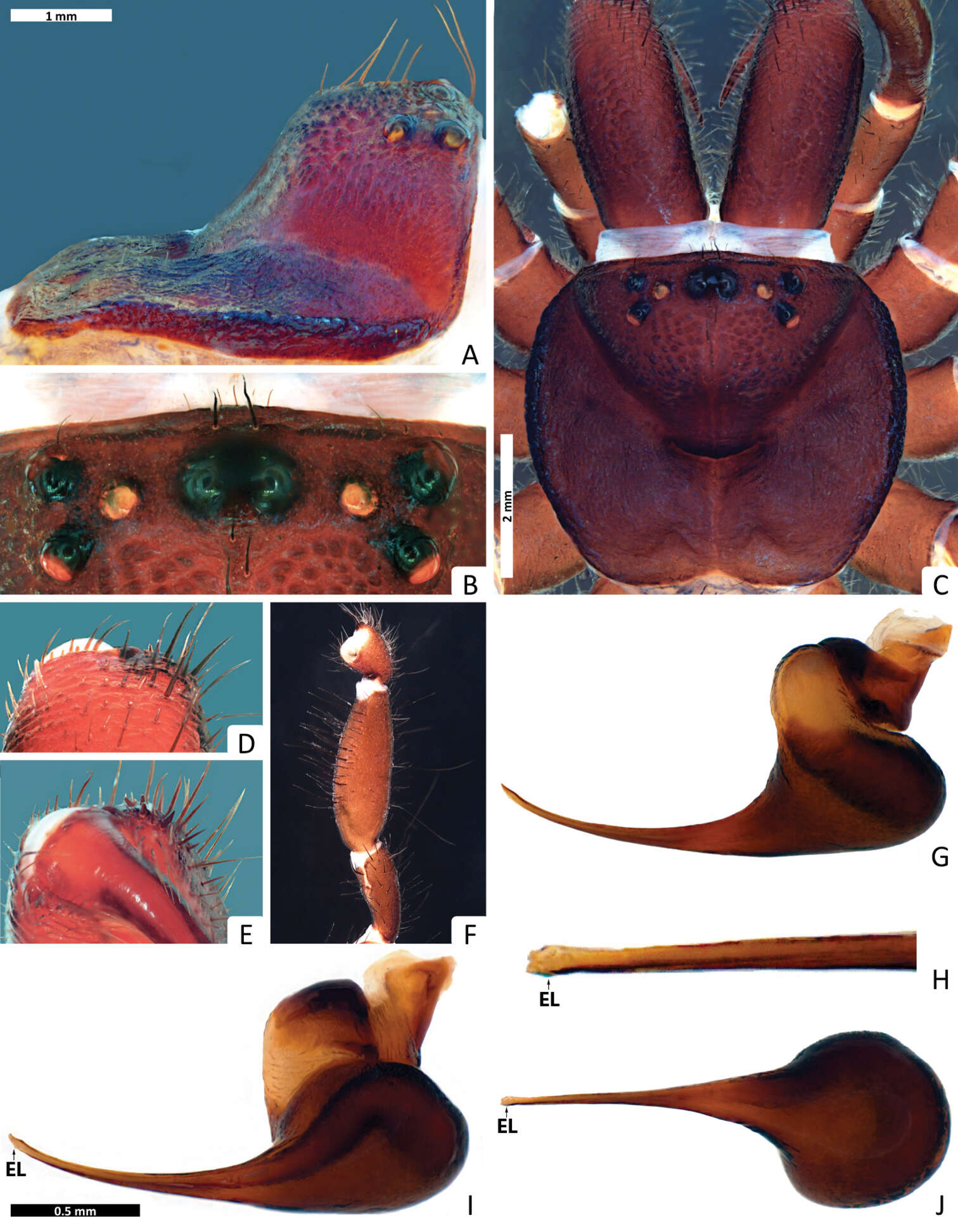 Image of Missulena leniae Miglio, Harms, Framenau & Harvey 2014