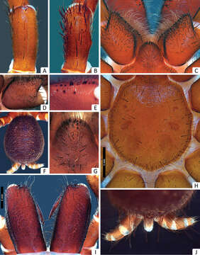 Image of Missulena leniae Miglio, Harms, Framenau & Harvey 2014