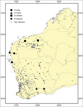 Image of Missulena leniae Miglio, Harms, Framenau & Harvey 2014