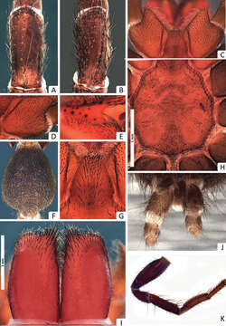 Image of Missulena mainae Miglio, Harms, Framenau & Harvey 2014