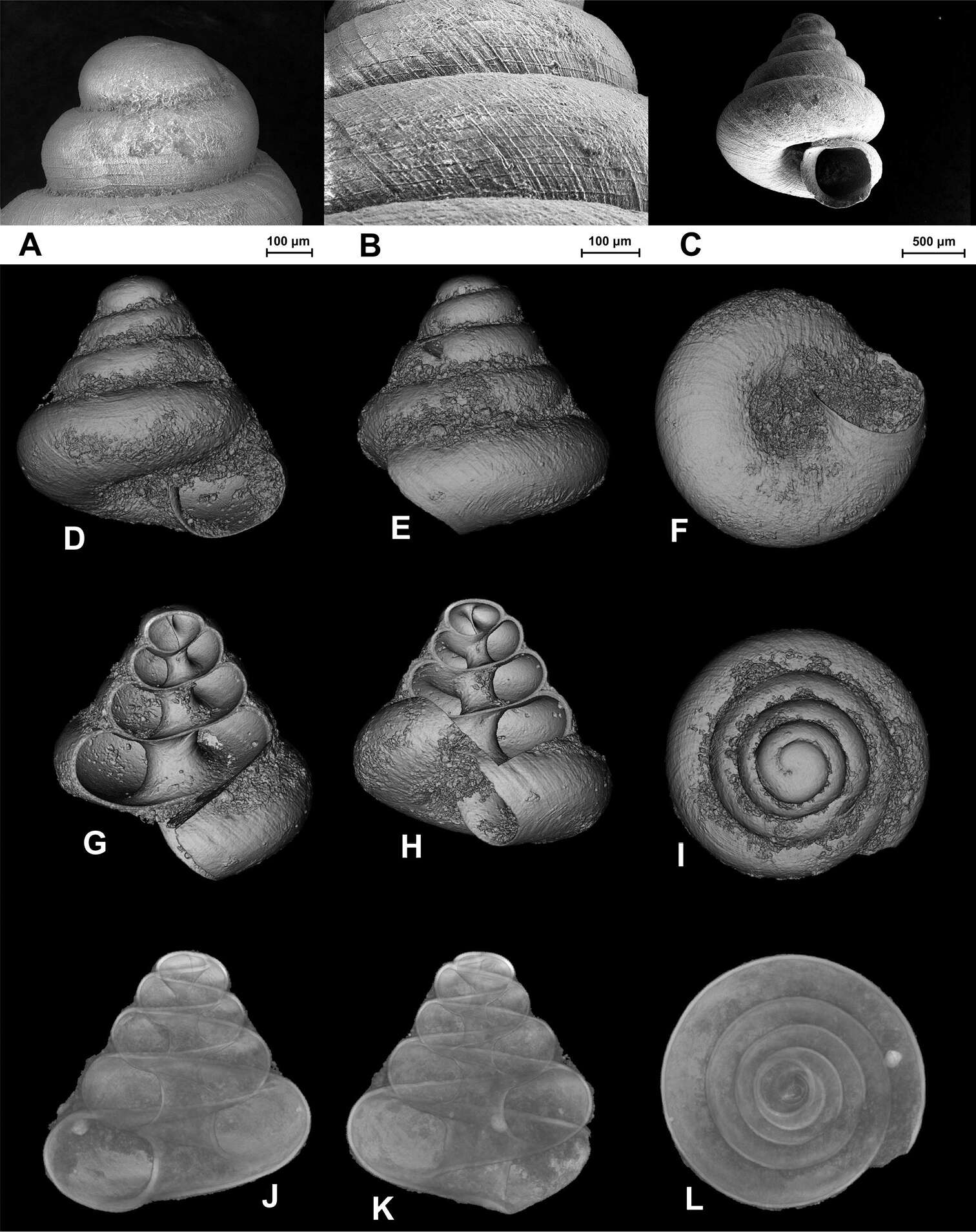 Image of Tonkinospira Jochum, Slapnik & Páll-Gergely 2014