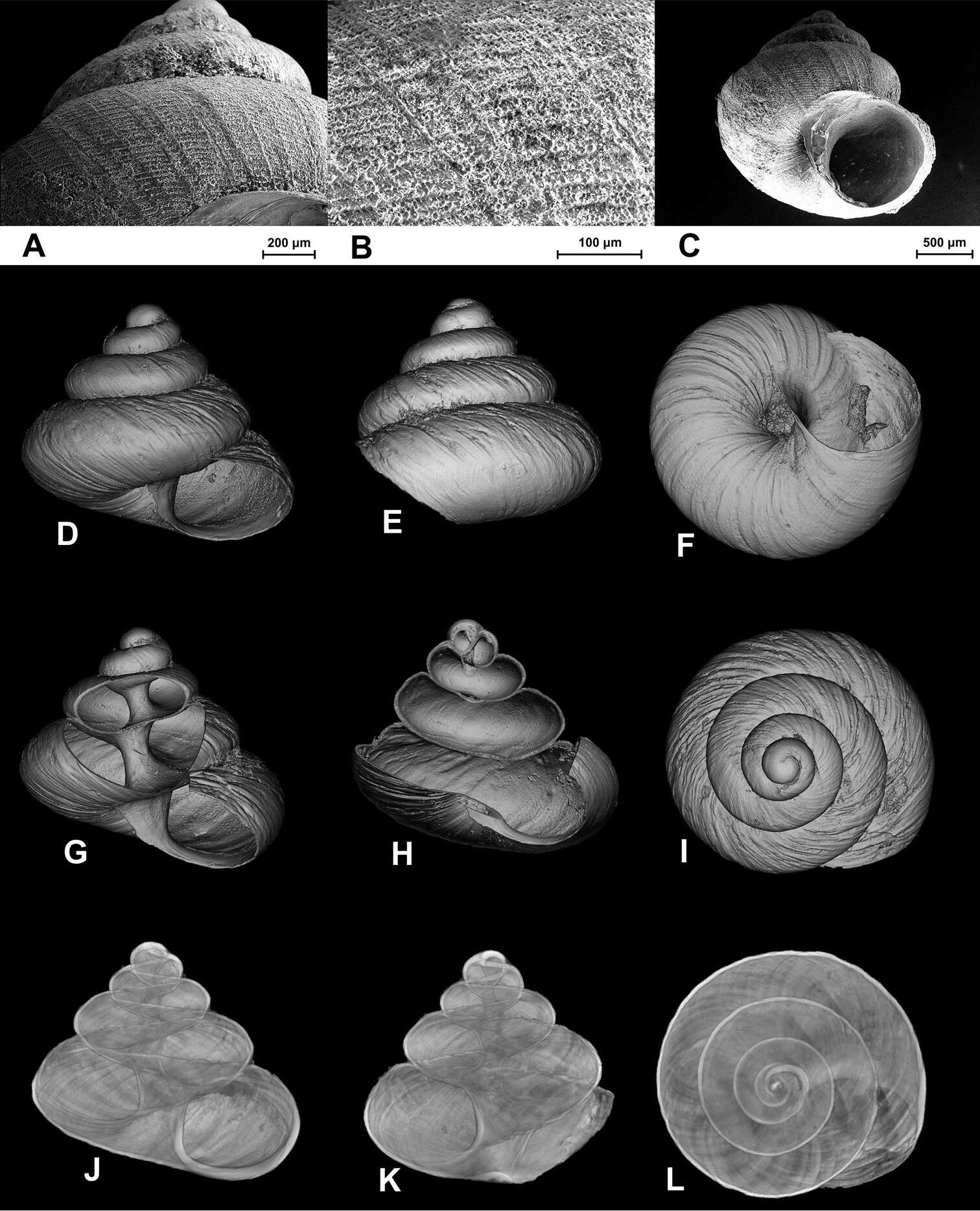 Imagem de Tonkinospira pulverea (Bavay & Dautzenberg 1909)