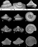 Image of Tonkinospira defixa (Bavay & Dautzenberg 1912)