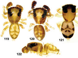 Image of Eupoa yunnanensis Peng & Kim 1997