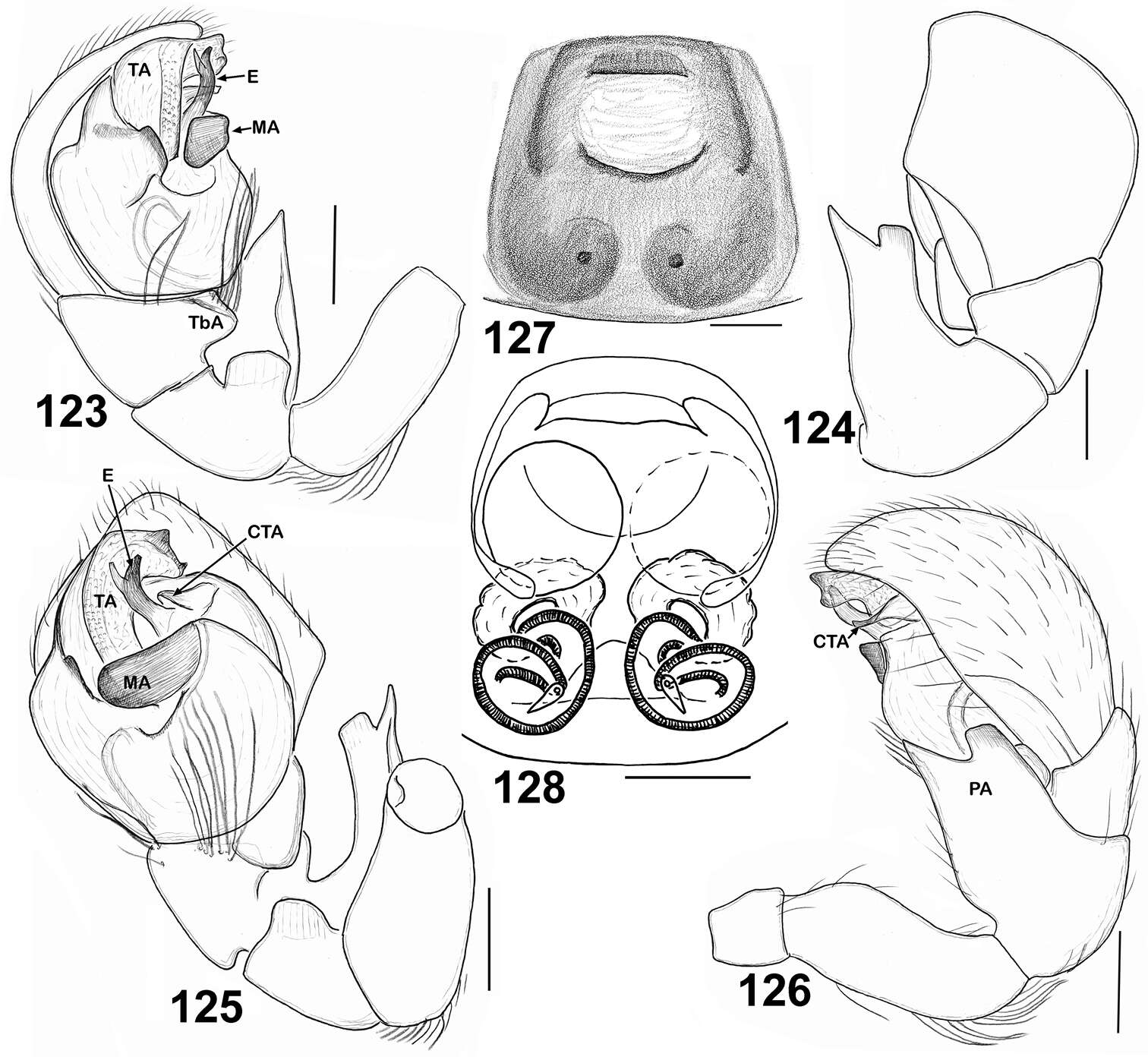 Image of Eupoa yunnanensis Peng & Kim 1997