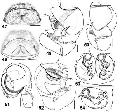 Image of Eupoa