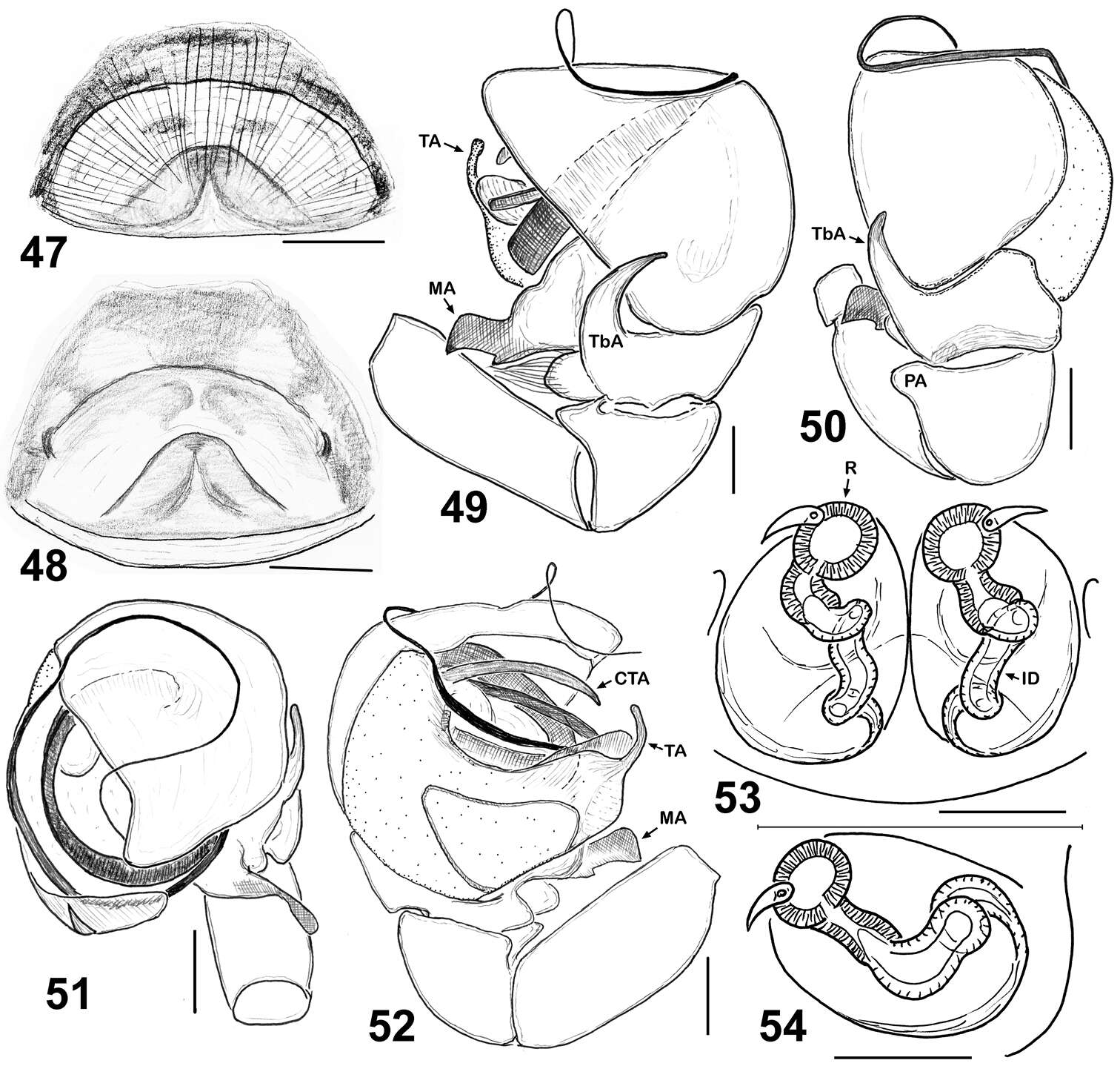 Image of Eupoa