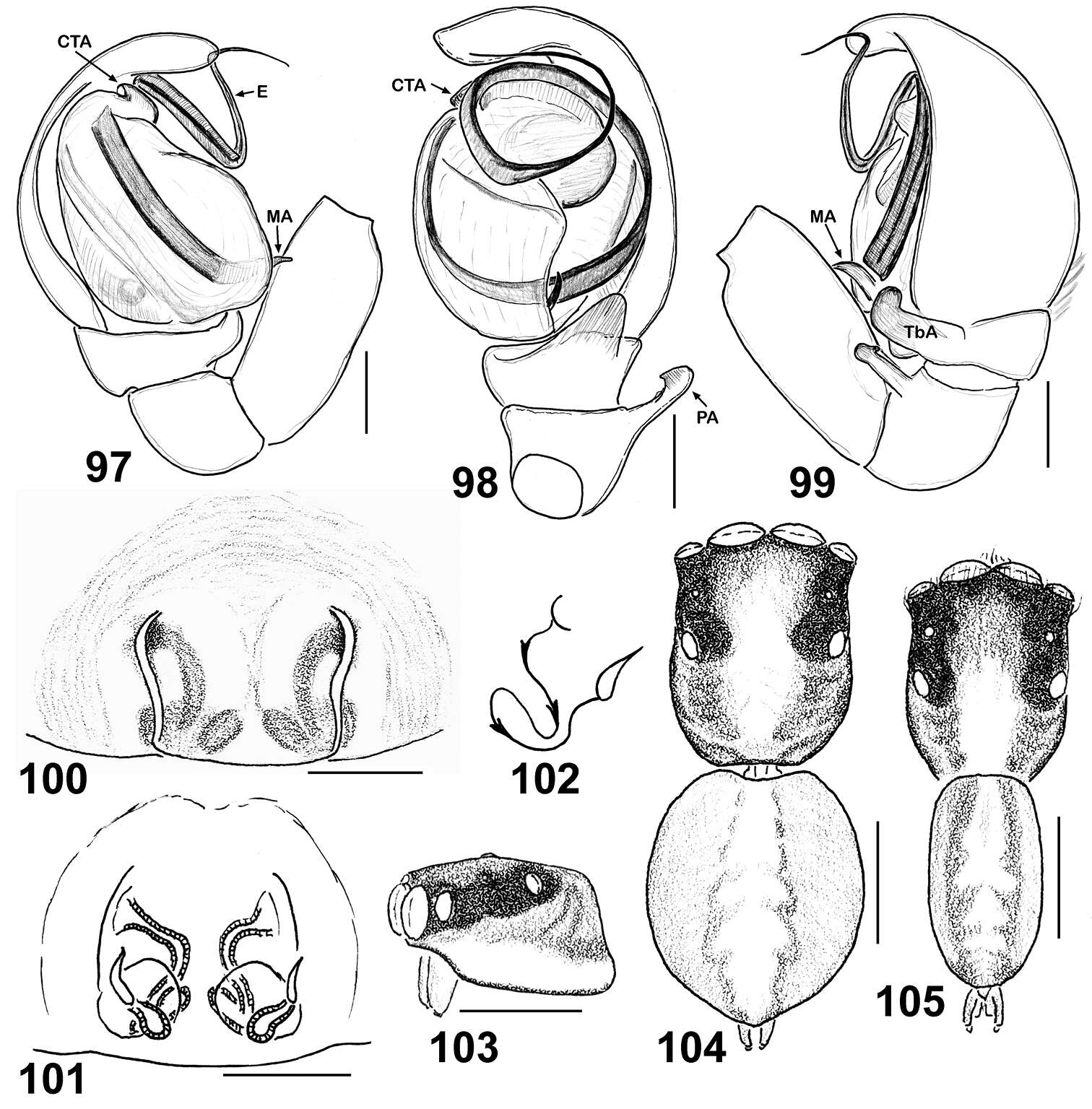 Image of Eupoa