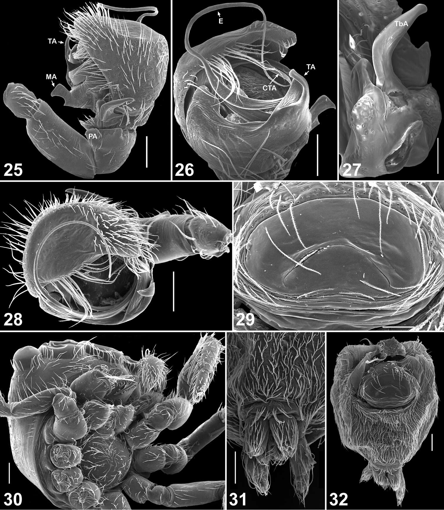 Image of Eupoa