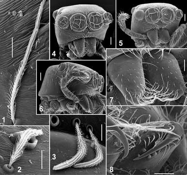 Image of Eupoa lehtineni Logunov & Marusik 2014