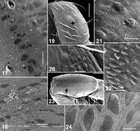 Image of Eupoa lehtineni Logunov & Marusik 2014