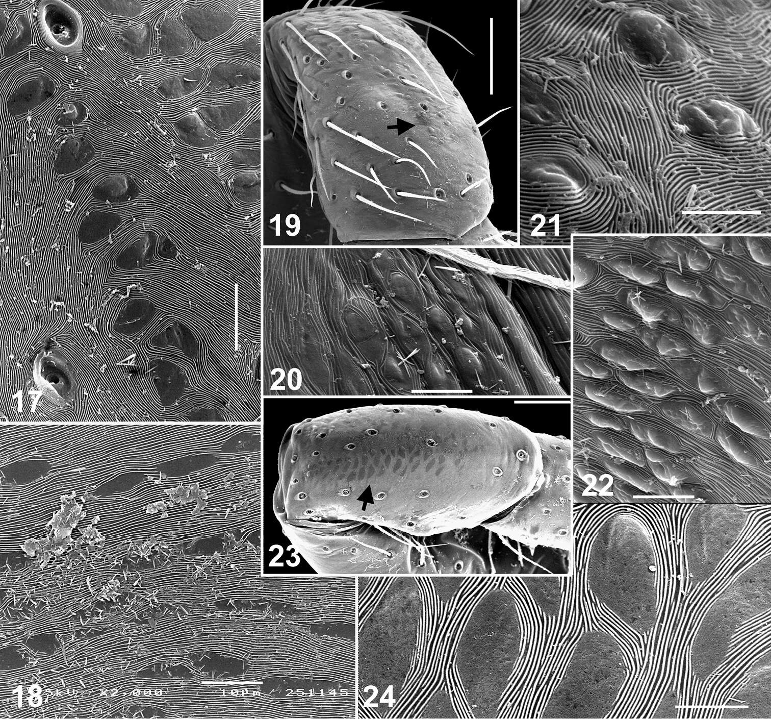 Image of Eupoa lehtineni Logunov & Marusik 2014