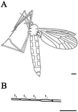 Miraciidae Dana 1846的圖片