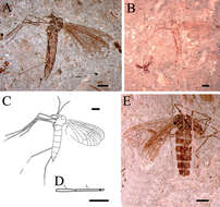 Image de Eotrichocera (Archaeotrichocera) amabilis Dong, Shih & Ren 2014