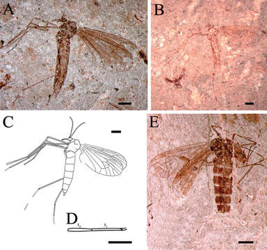 Image of Eotrichocera (Archaeotrichocera) amabilis Dong, Shih & Ren 2014