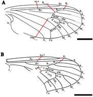 Image de Eotrichocera (Archaeotrichocera) amabilis Dong, Shih & Ren 2014