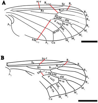 Image de Eotrichocera (Archaeotrichocera) amabilis Dong, Shih & Ren 2014