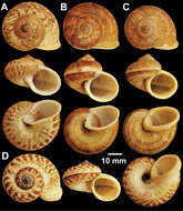 صورة Cyclophoroidea