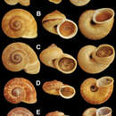 صورة <i>Cyclophorus eudeli</i> E. A. Smith 1893