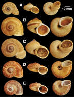 صورة <i>Cyclophorus eudeli</i> E. A. Smith 1893