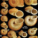 صورة Cyclophorus exaltatus (Pfeiffer 1855)