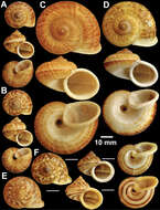 صورة Cyclophorus exaltatus (Pfeiffer 1855)